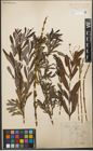 Foto von Salix purpurea L.